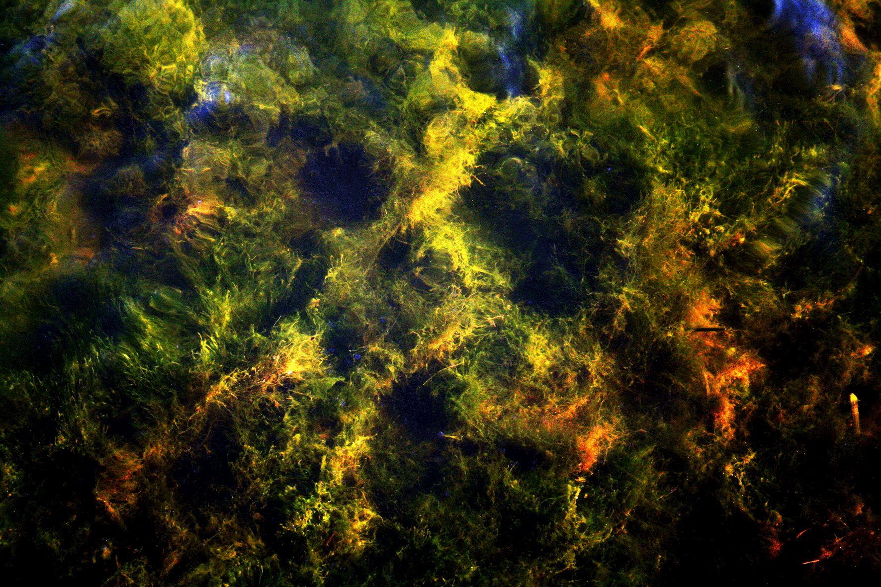 Weeds and Water