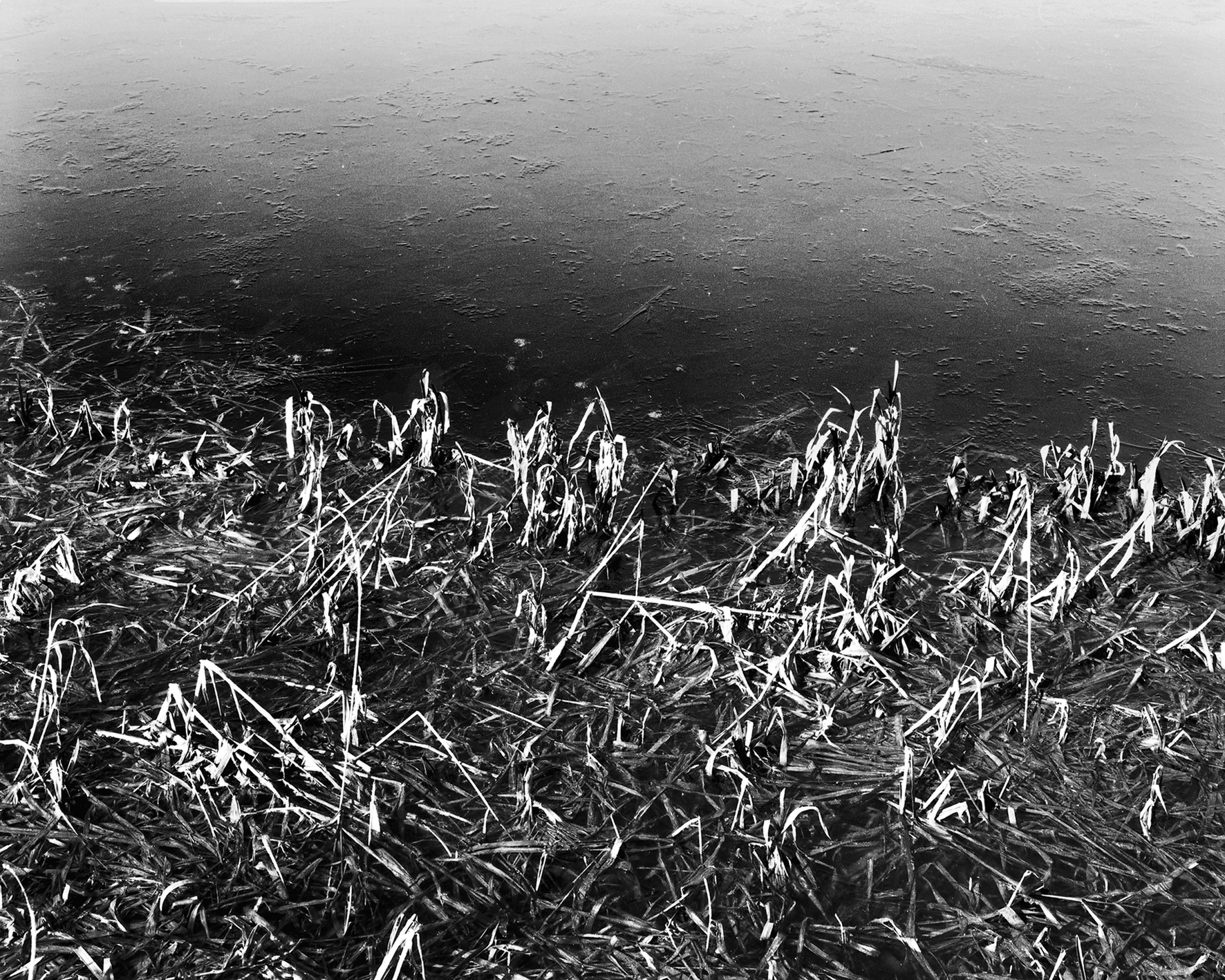 Frozen Weeds and Ice
