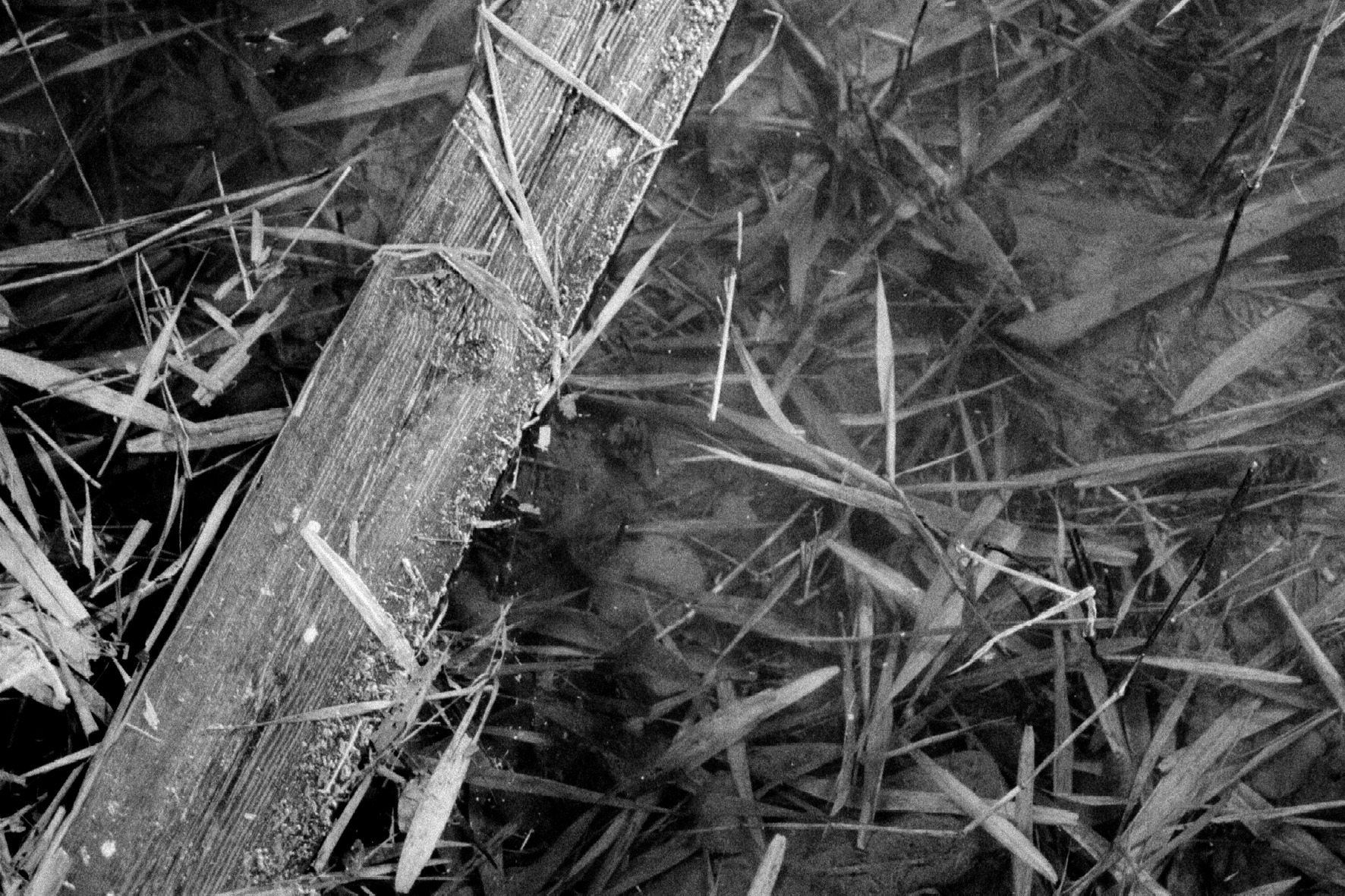 Frosted Wood and Leaves in Water