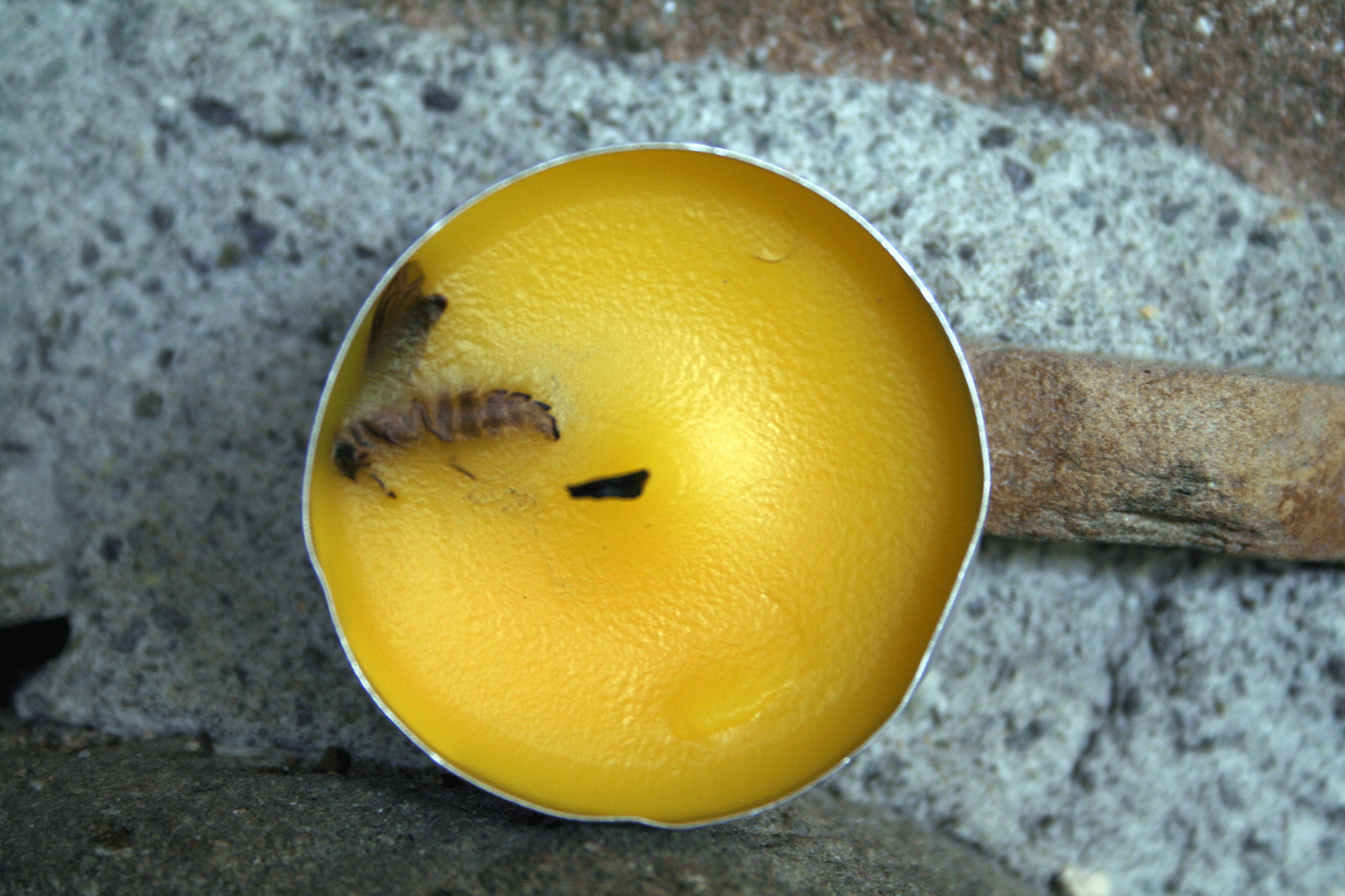 Dead Wasp in Citronella Tea Light