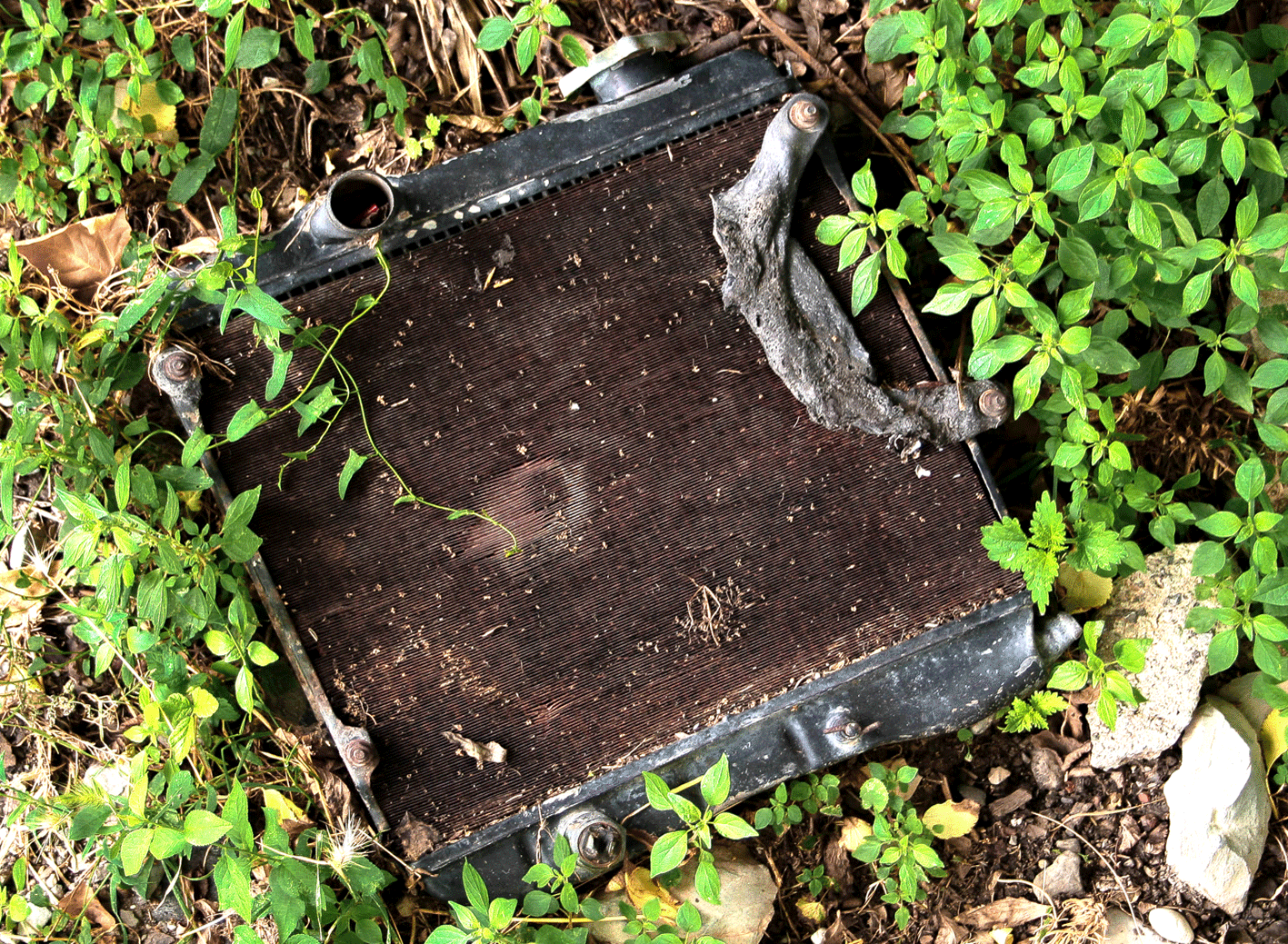 Abandoned Car Radiator, Canola