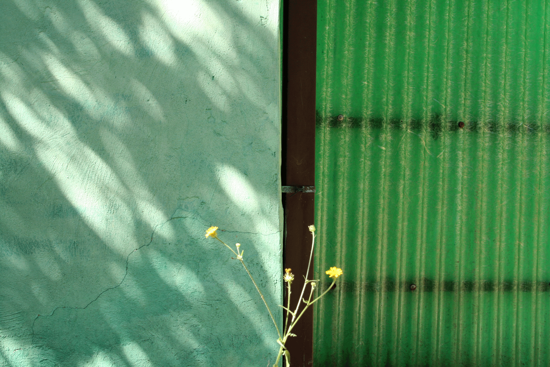 Yellow Flowers and Green Structure Near Canola