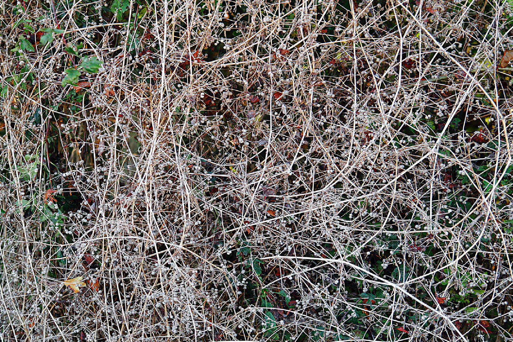 Entangled Hedge near Ousedyke