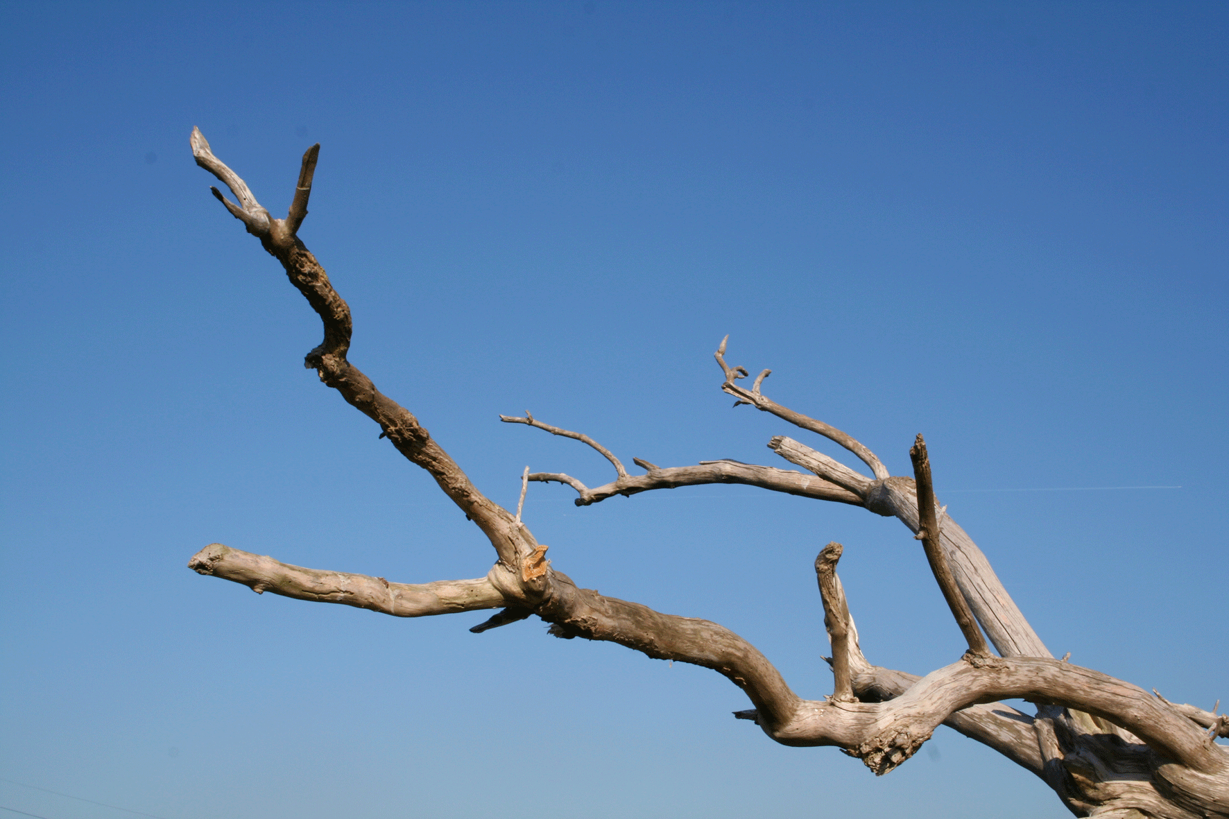 Dead Tree and Sky near Wensley