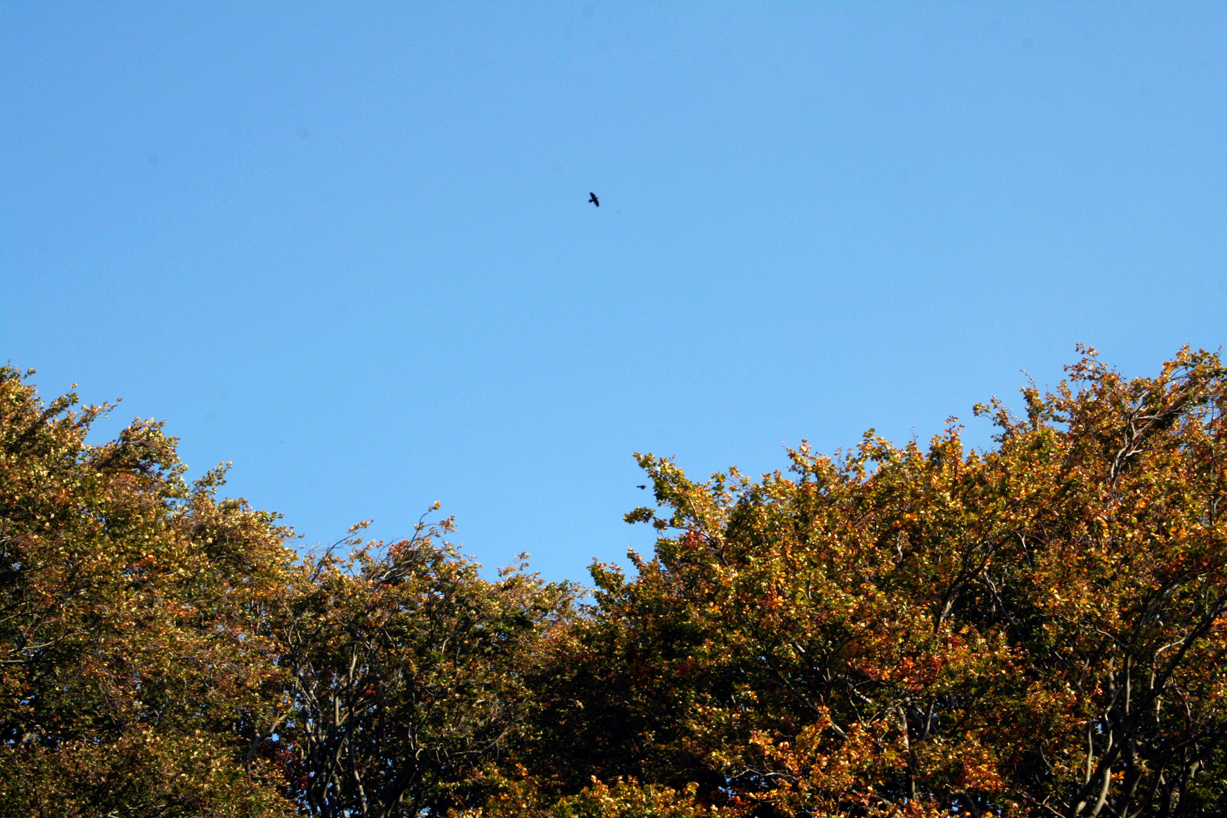 Trees, Sky and Bird near Leyburn