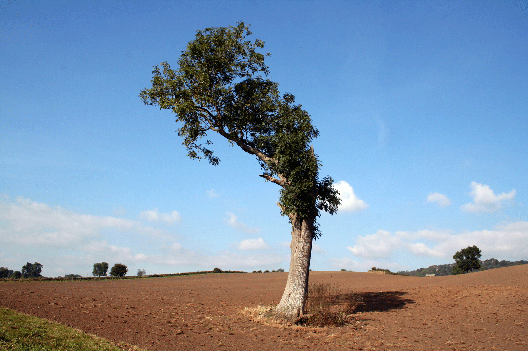 Wind Blown Tree near Leyburn