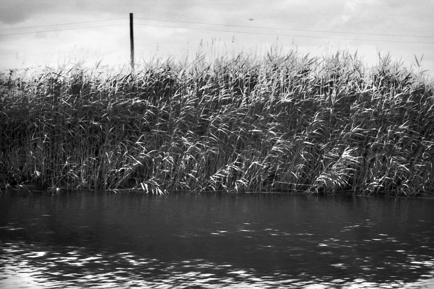 River Hull, Reeds, Post and Bird, Hull Bridge, 1986