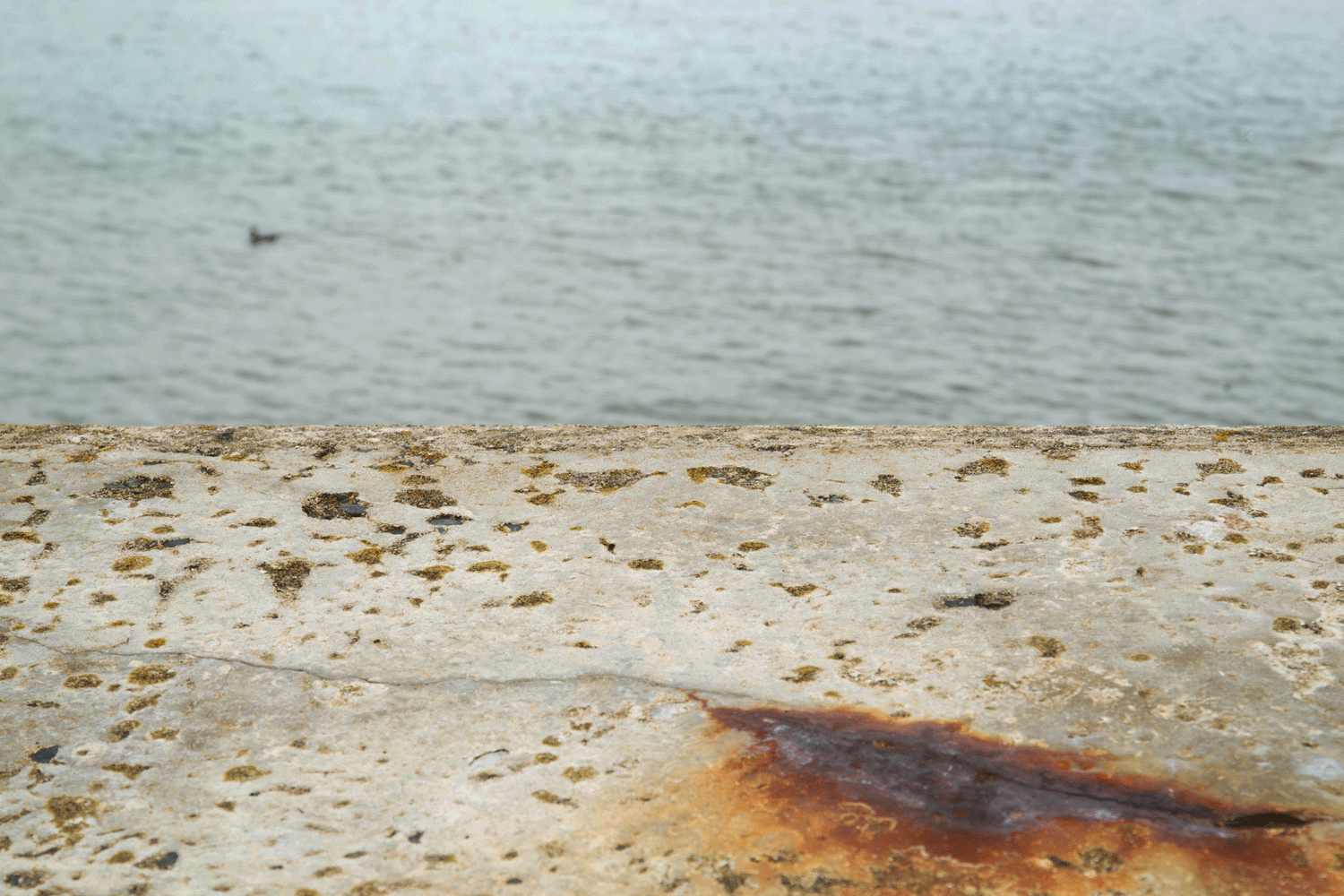 Seawall, Sea and Duck, Scalby Mills, North Bay