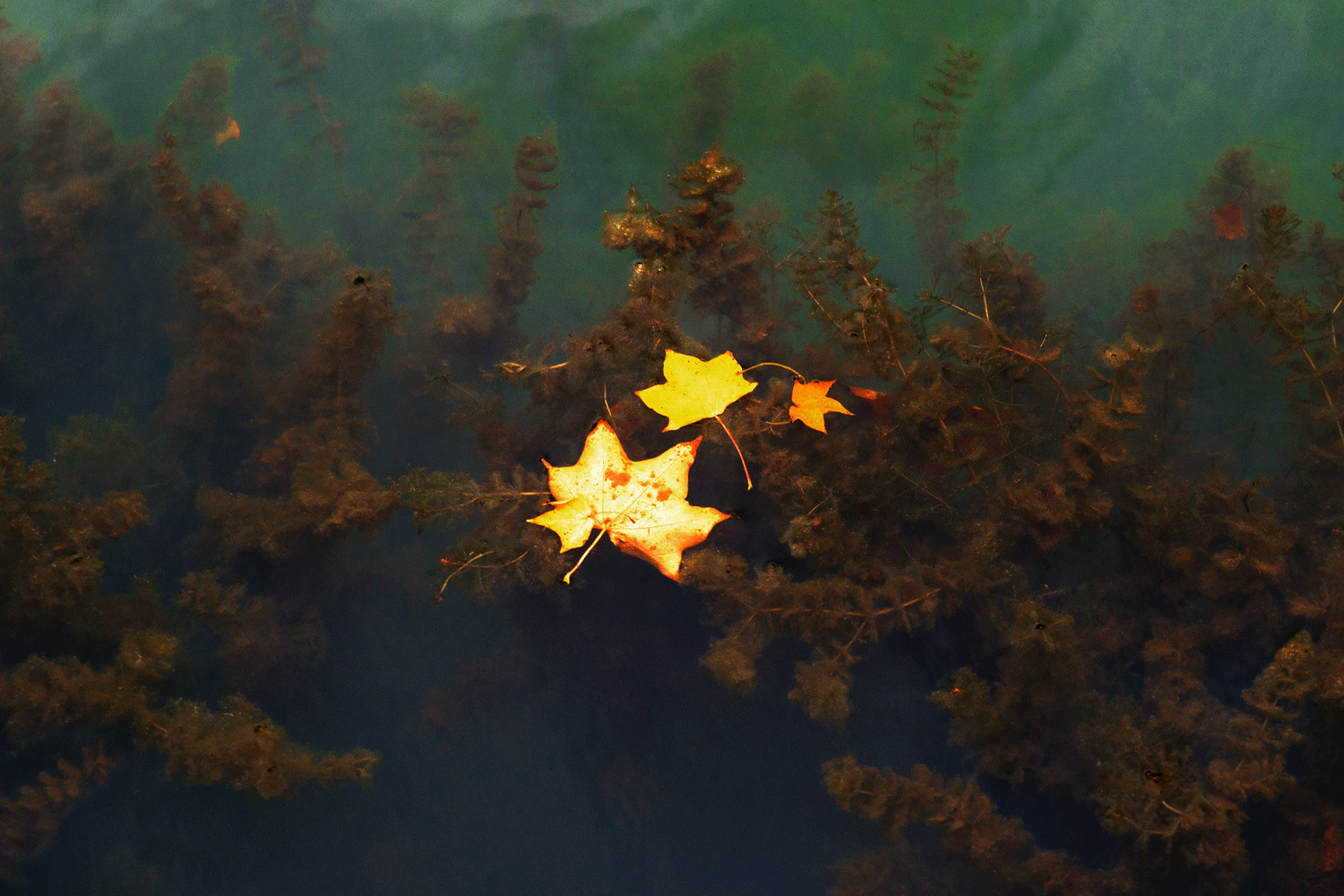 Leaves and Water Plants, Boating Lake, Northstead Manor Gardens