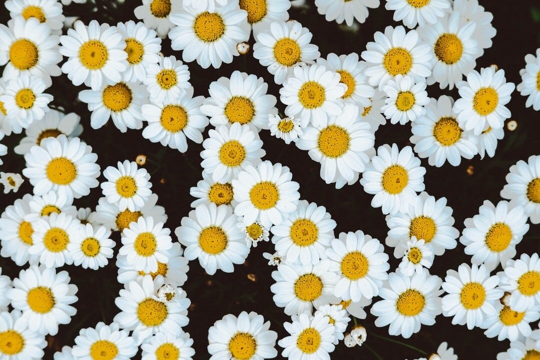 CHAMOMILE⁠
⁠
The Hypothalamic-Pituitary-Adrenal (HPA) Axis is the switchboard for your body's response to stress. 

The fight or flight response that our hairy, loincloth wearing predecessors had back in the day to outrun lions, tigers and bears is a