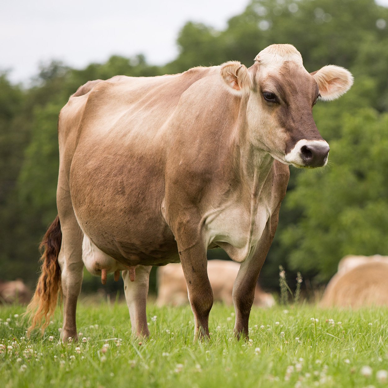 There's a big difference in size between a brown Swiss dairy cow