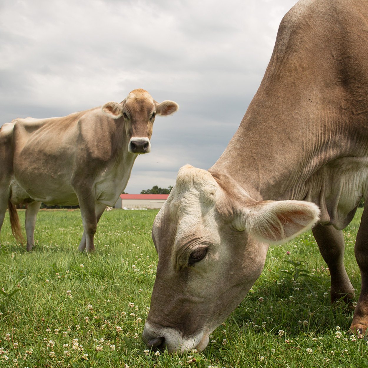 two-brown-swiss-cows-dairy_square.jpg