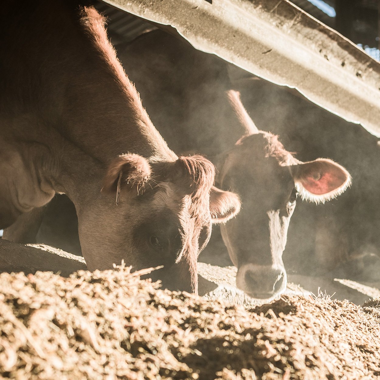 jersey-cows-eating-food-rations-dairy-farm_square.jpg