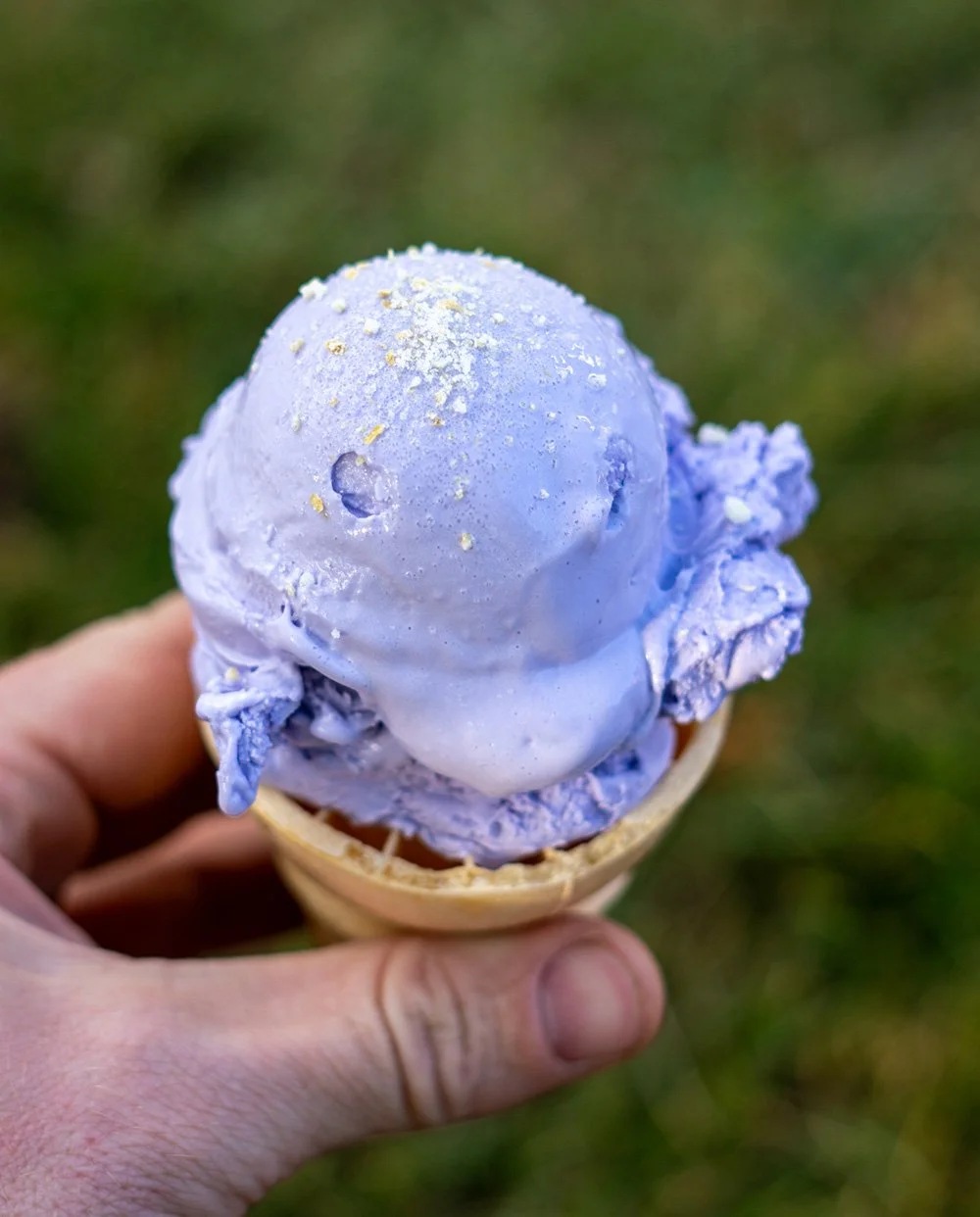 A hand holding a lavender-colored ice cream cone with sprinkles, outdoors on grass.