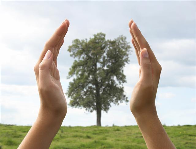 Tree between hands.jpg