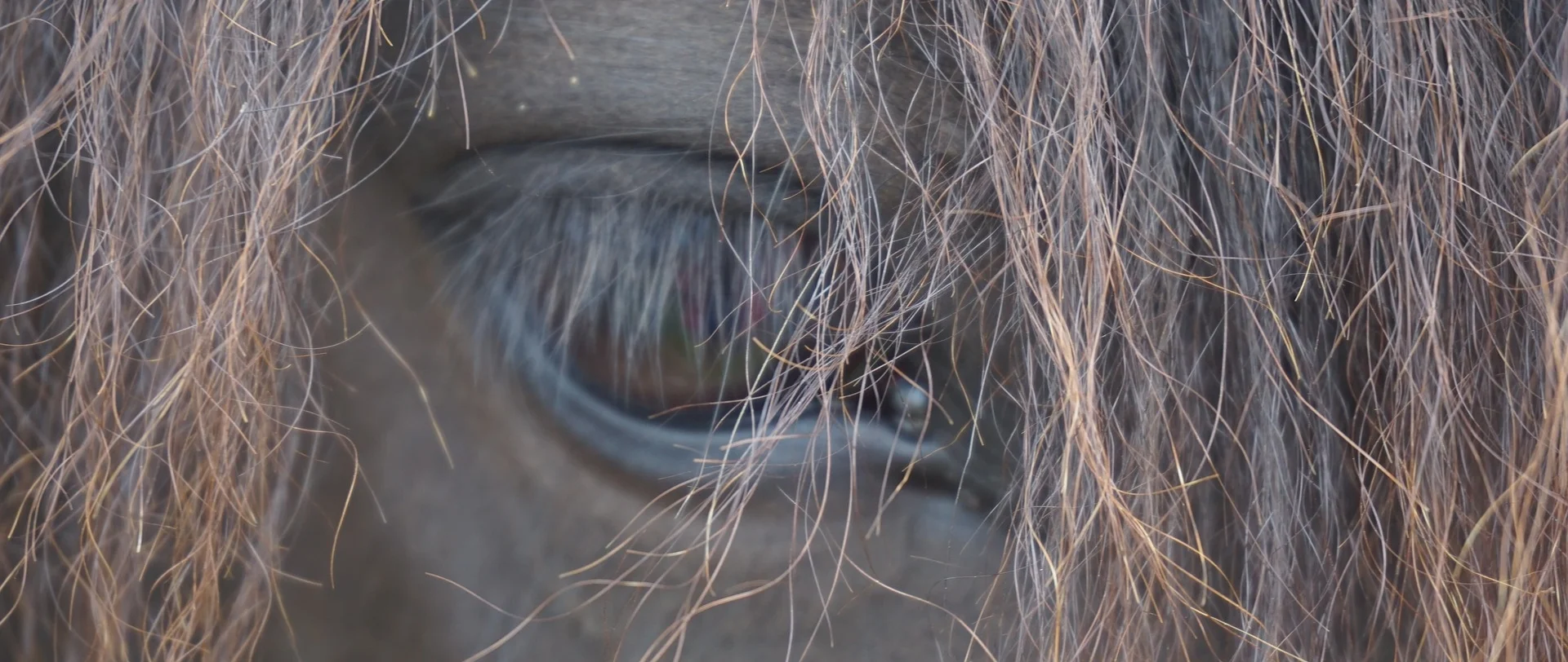 horses-2394125_1920.jpg