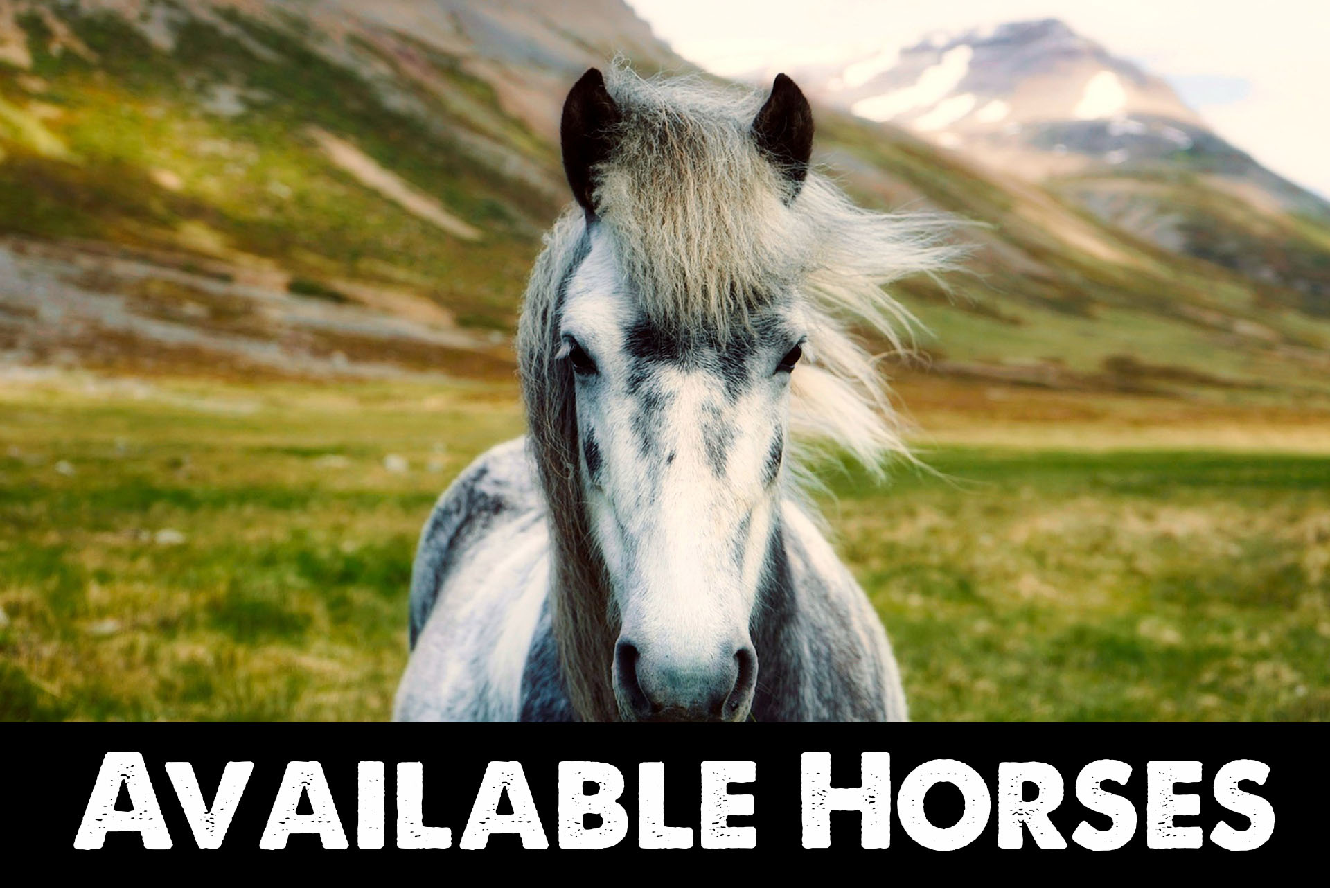 Available Horses.jpg