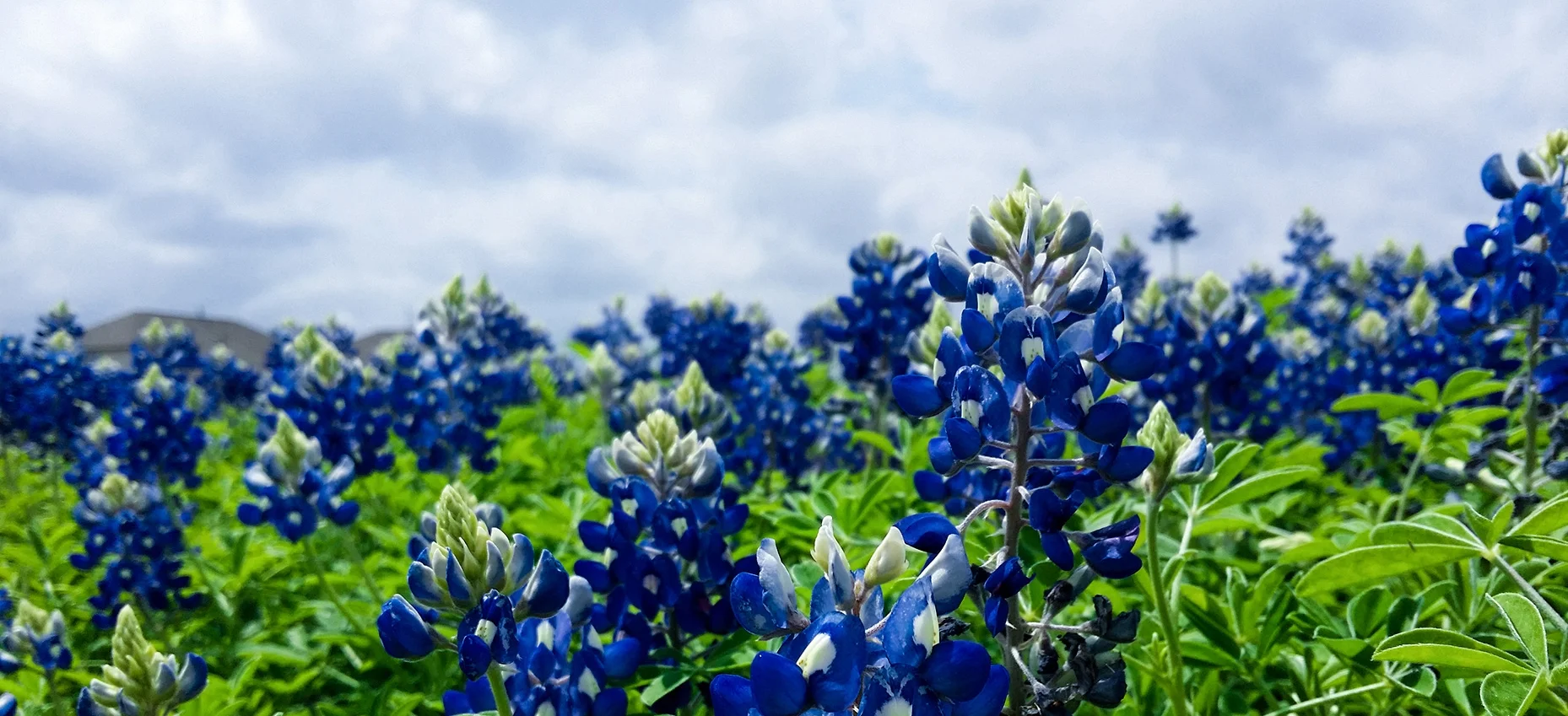 blue flowers.jpg