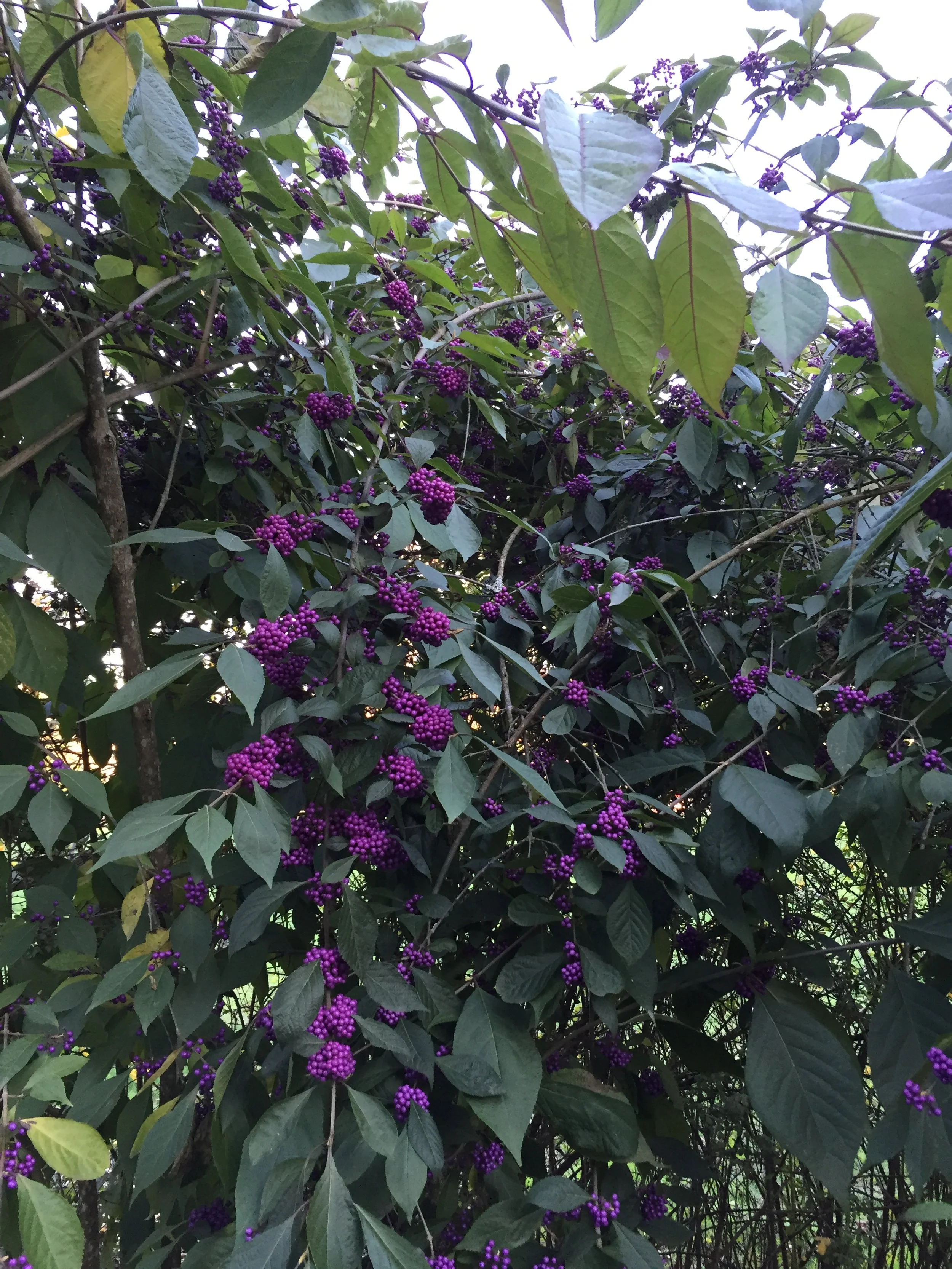 IMG_0276.jpeg