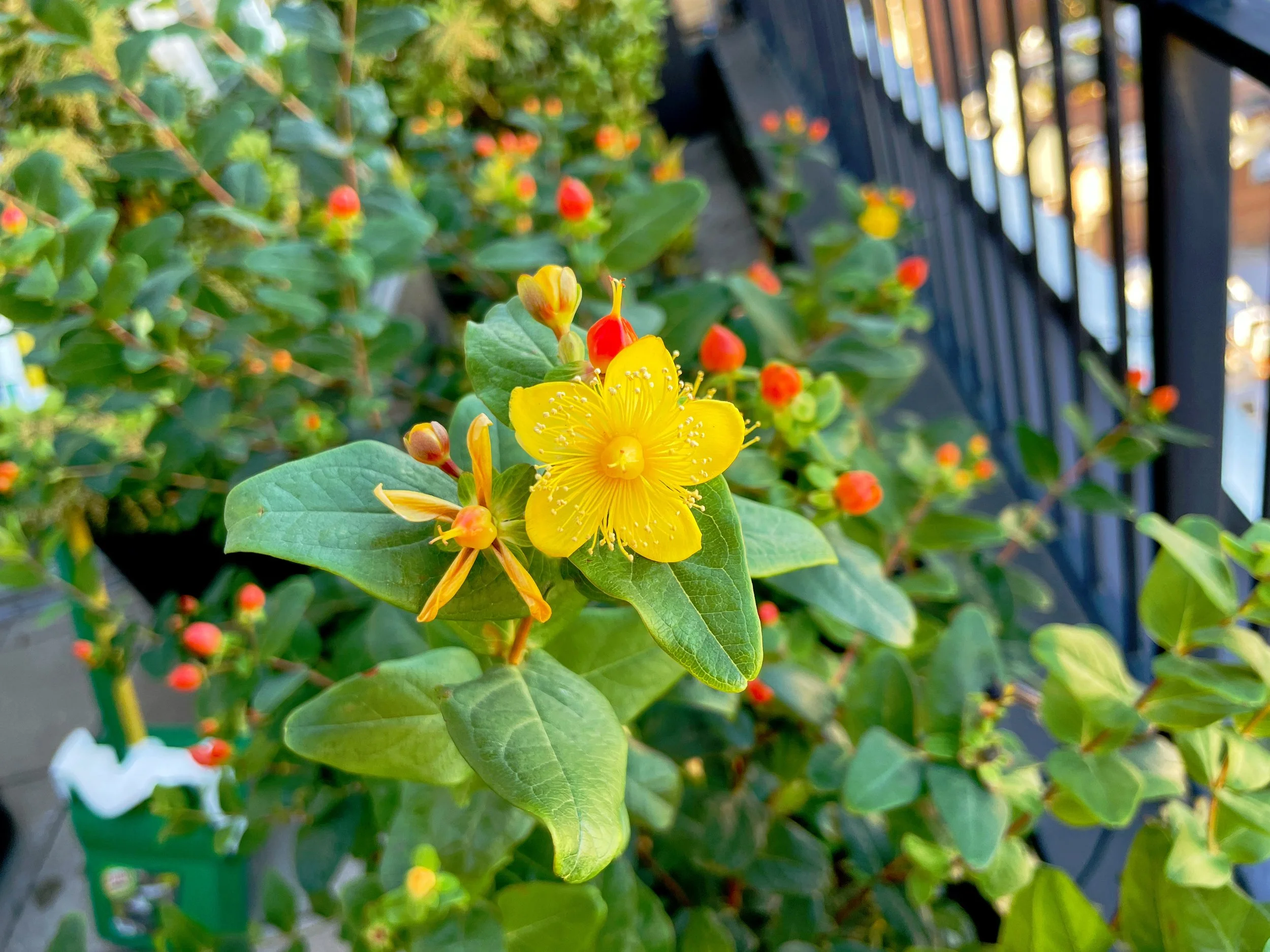 AfterlightImage 196.JPG