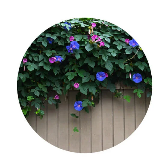 YardKit-Maintenance-Guide-Image-Vines.jpg
