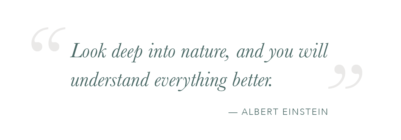 Einstein-Quote-Nature.png