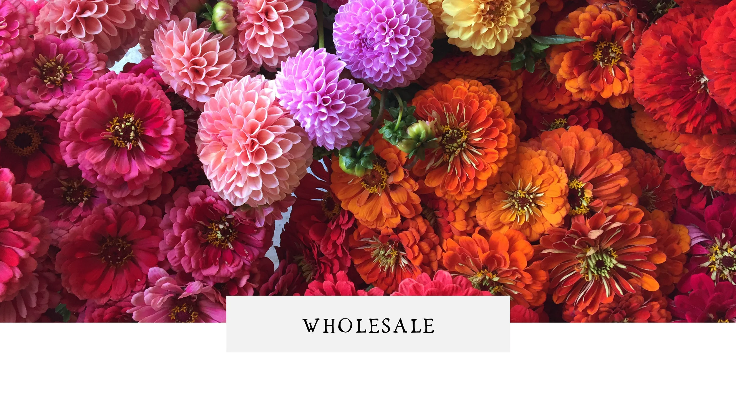 PassifloraFlower Gatherings.jpg