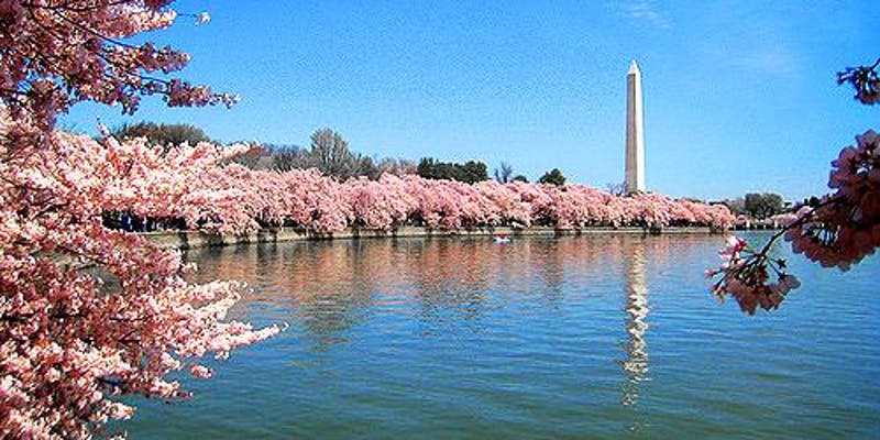 cherry-blossoms.jpeg