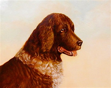 Close Up of Springer Spaniel Painting by Jennifer Chapman