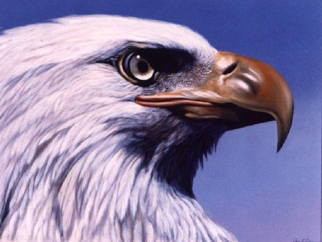 Eagle Portrait by Jennifer Chapman
