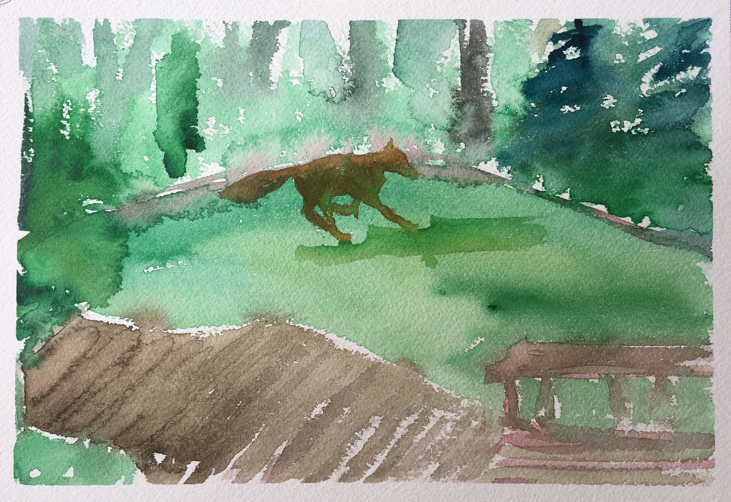 #83 - Coyote in the Backyard