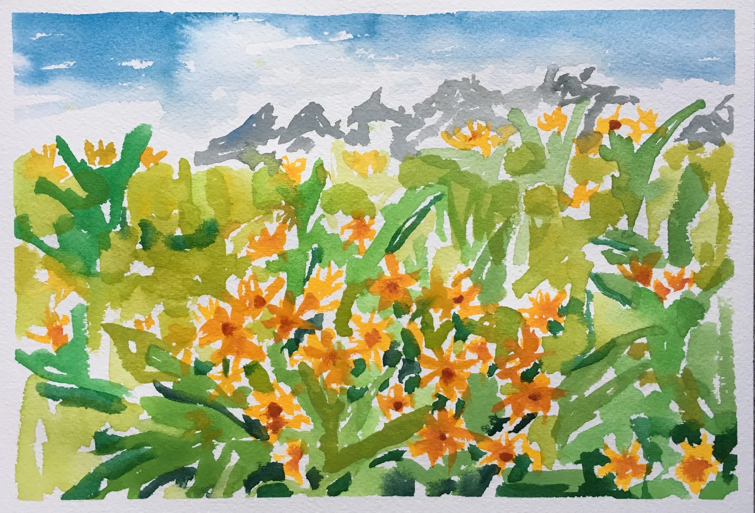 #80 - Balsam Root and Tetons