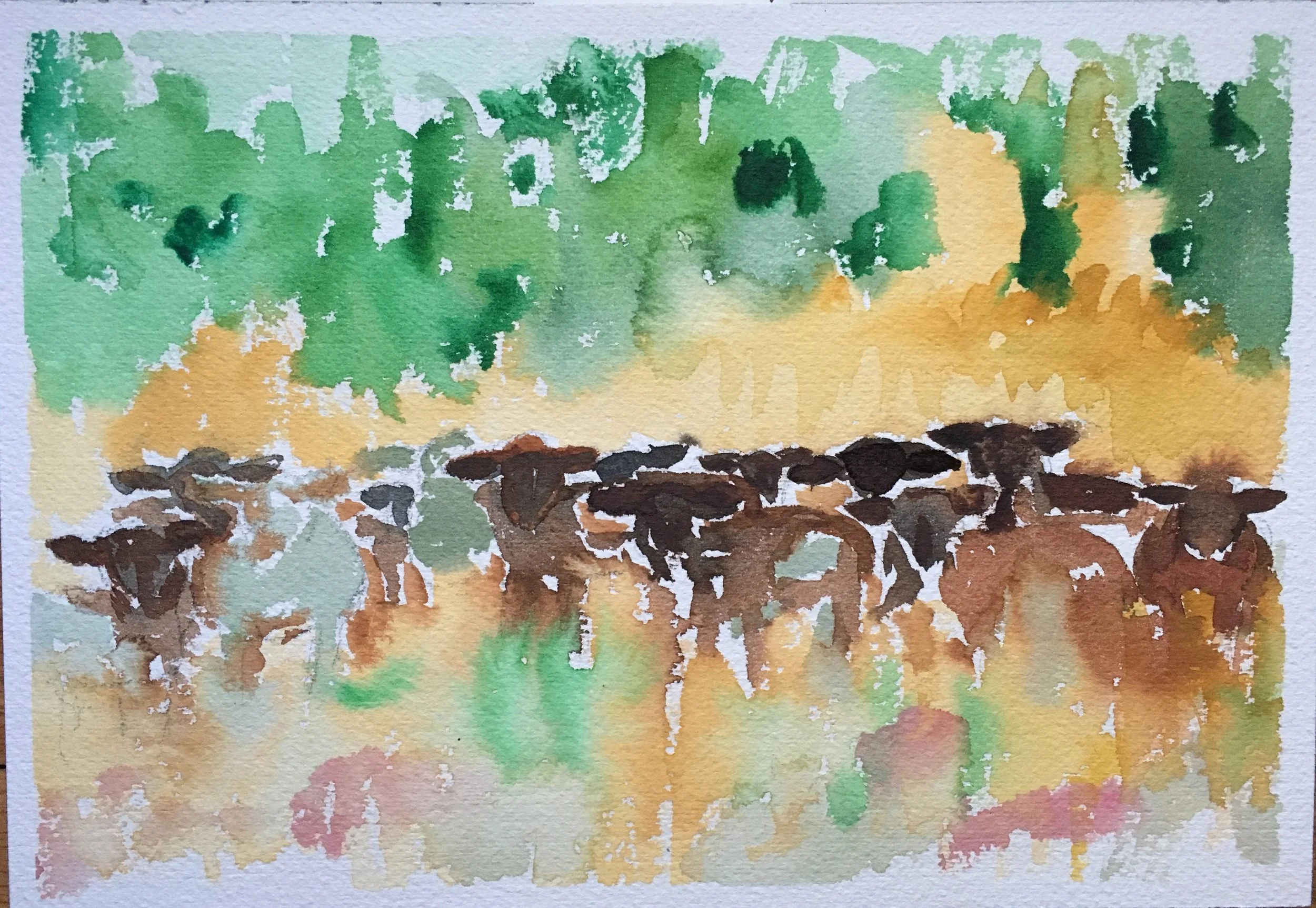 046_Sheep-Bruny Island.jpg