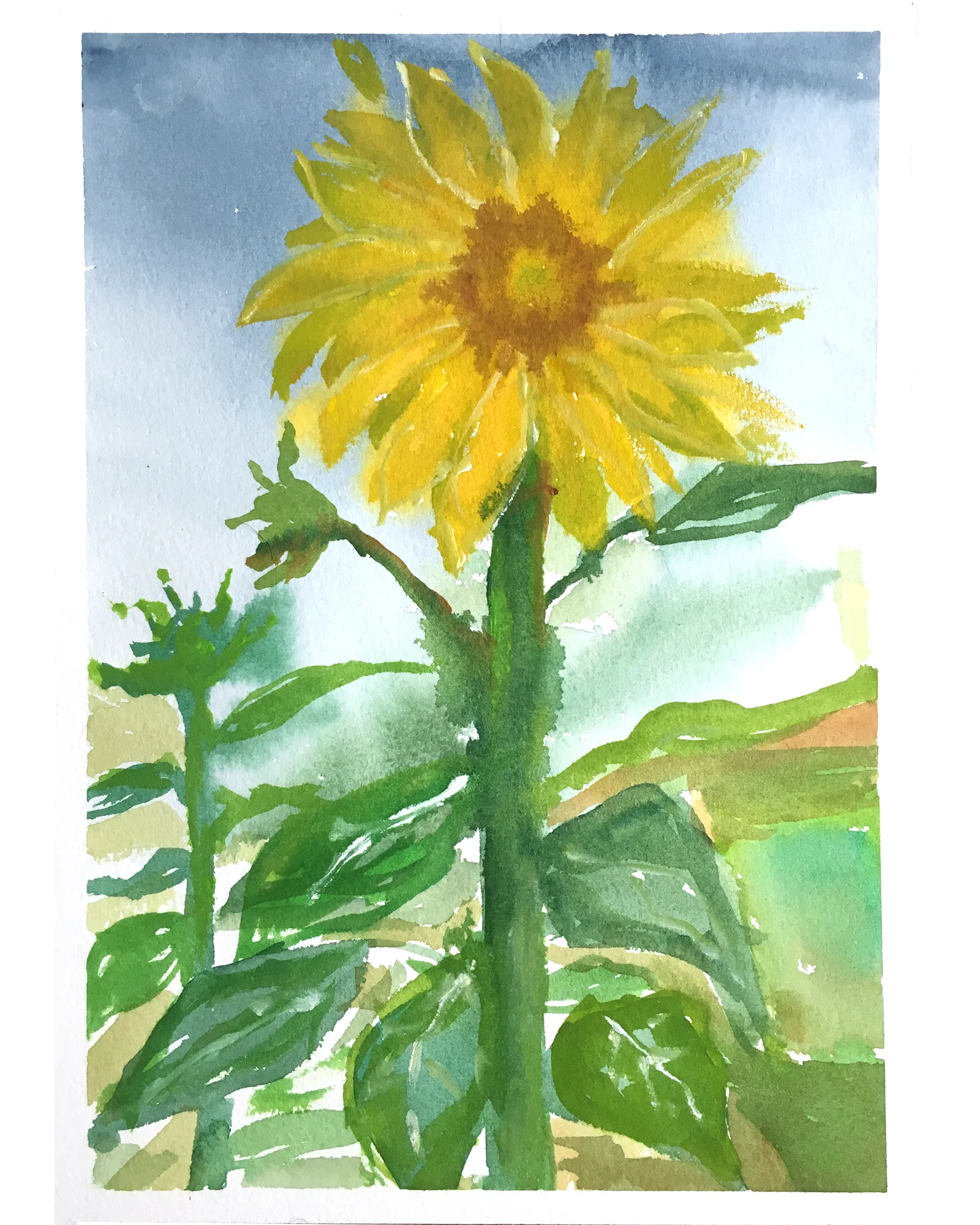 #174 - A Single Sunflower