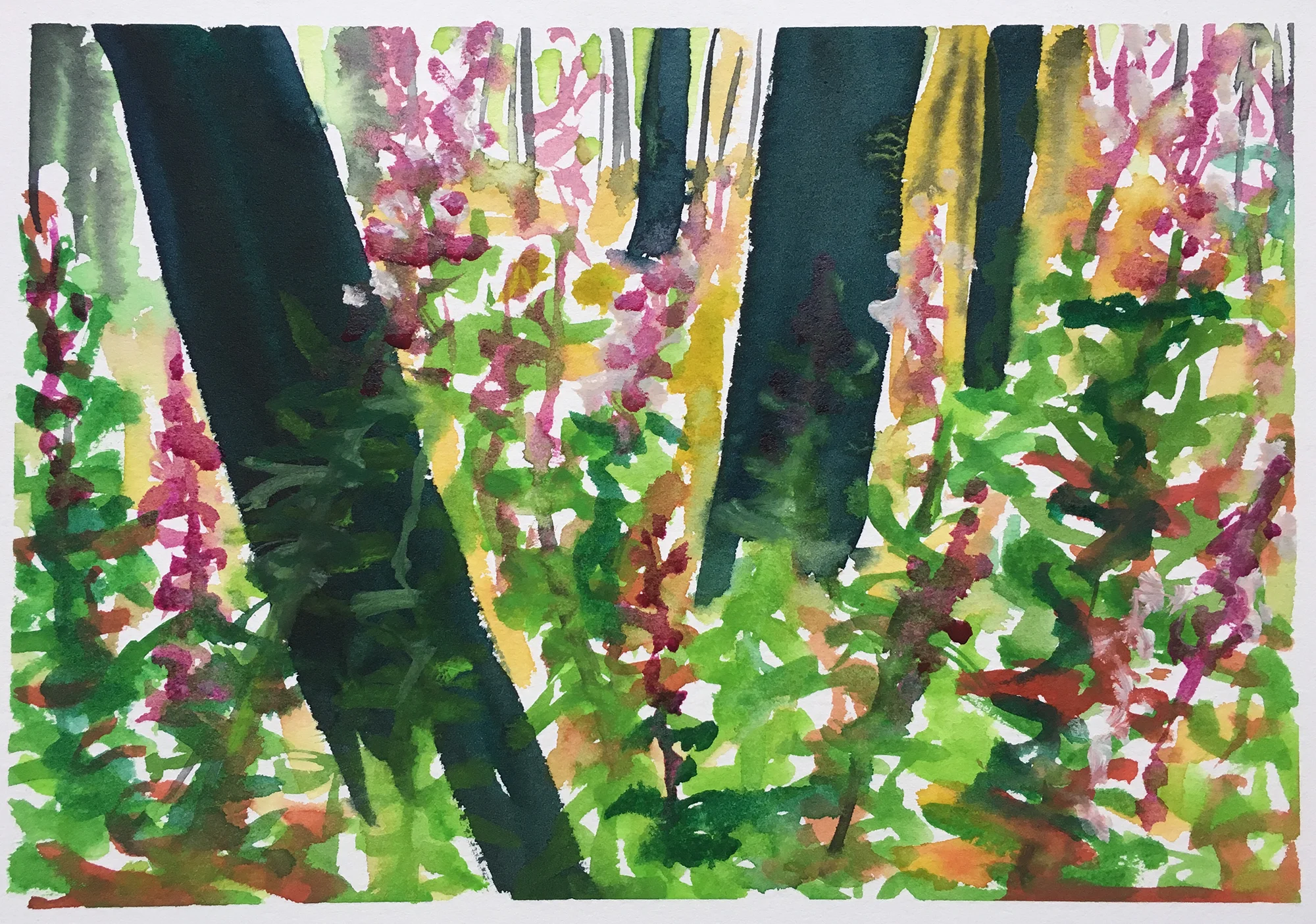 177_burned trunks and fireweed_2.jpg