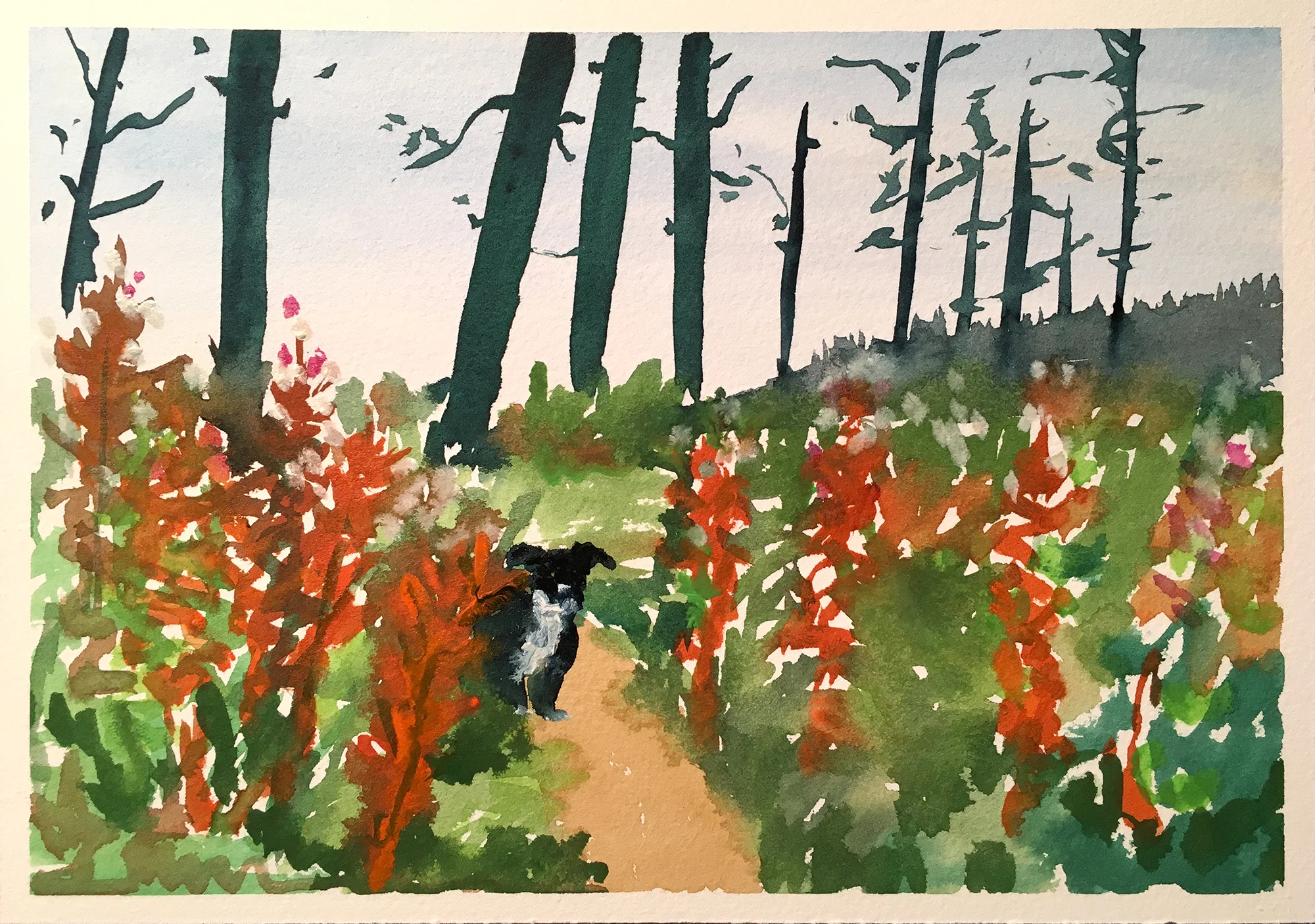 Skye in the Fireweed.JPG