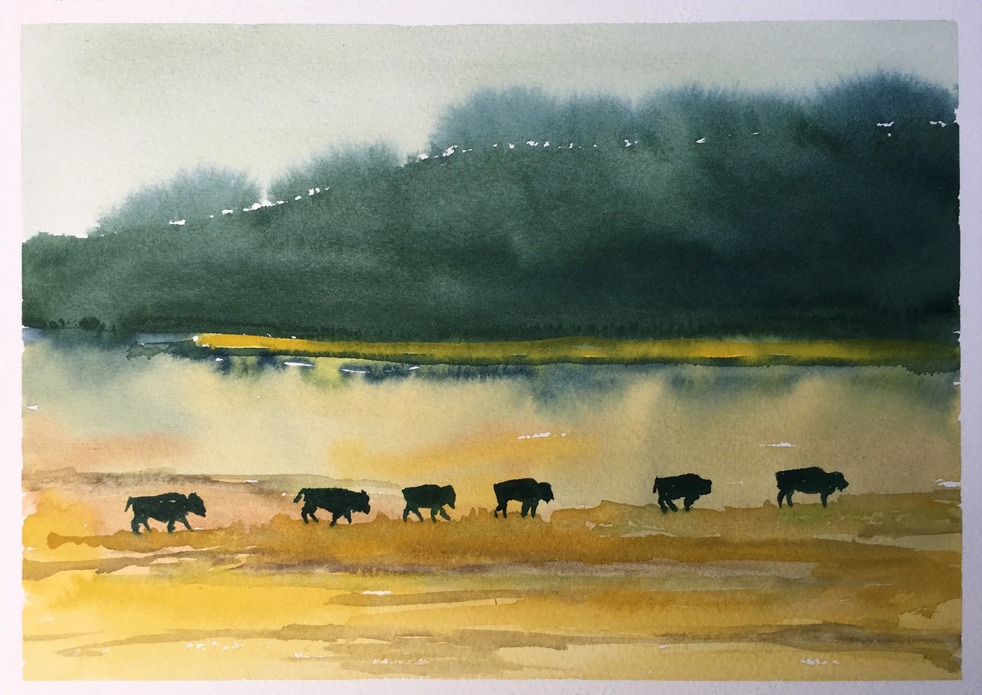 #187 - A Line of Bison