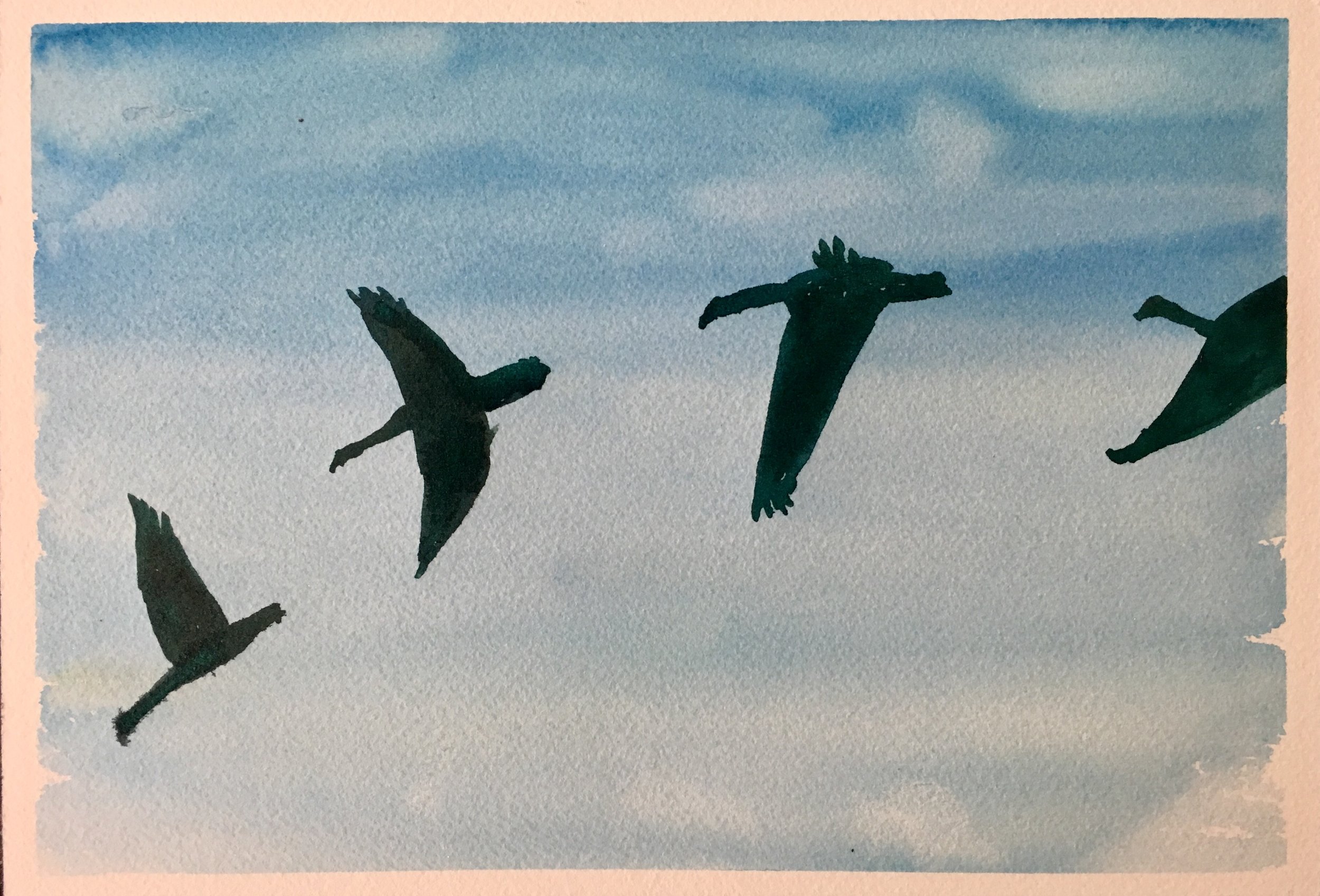 188_Geese overhead.jpg