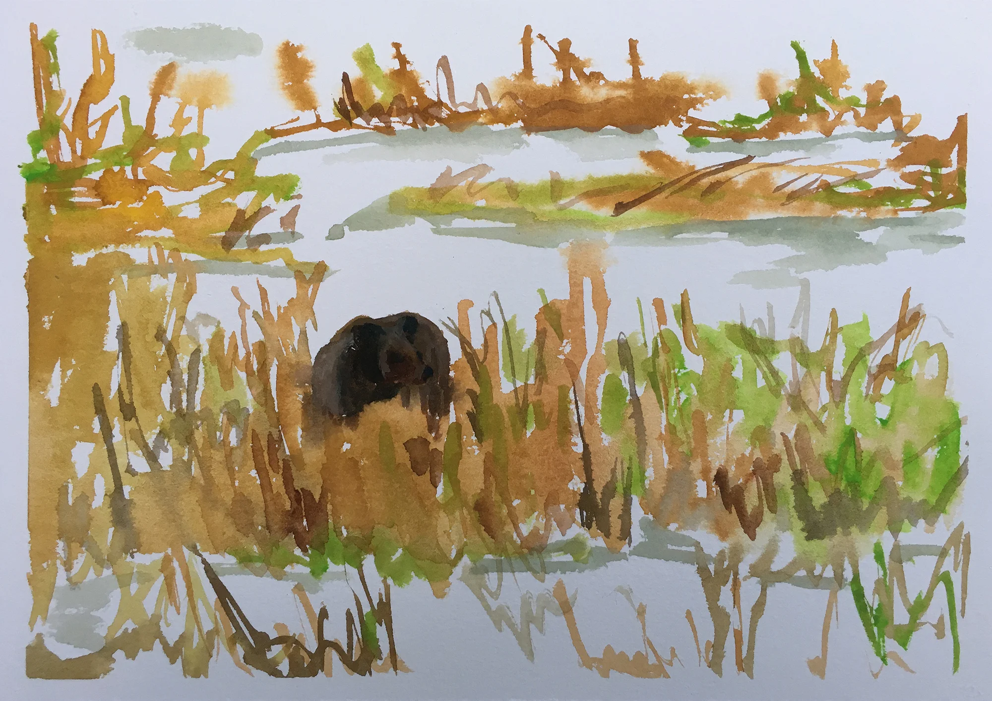 #190 - Grizzly Guards Her Carcass