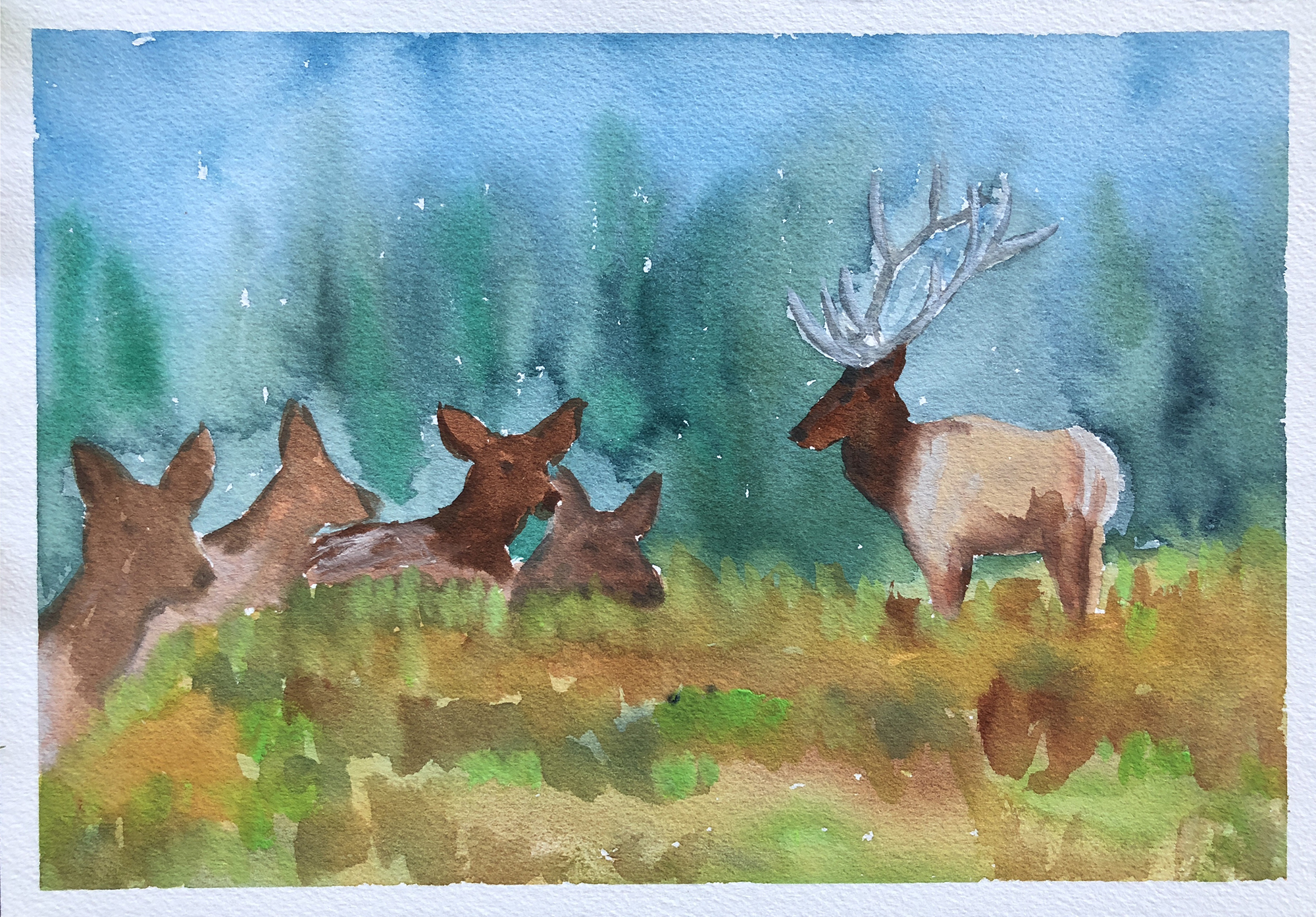 #197 - A Bull Elk and His Harem