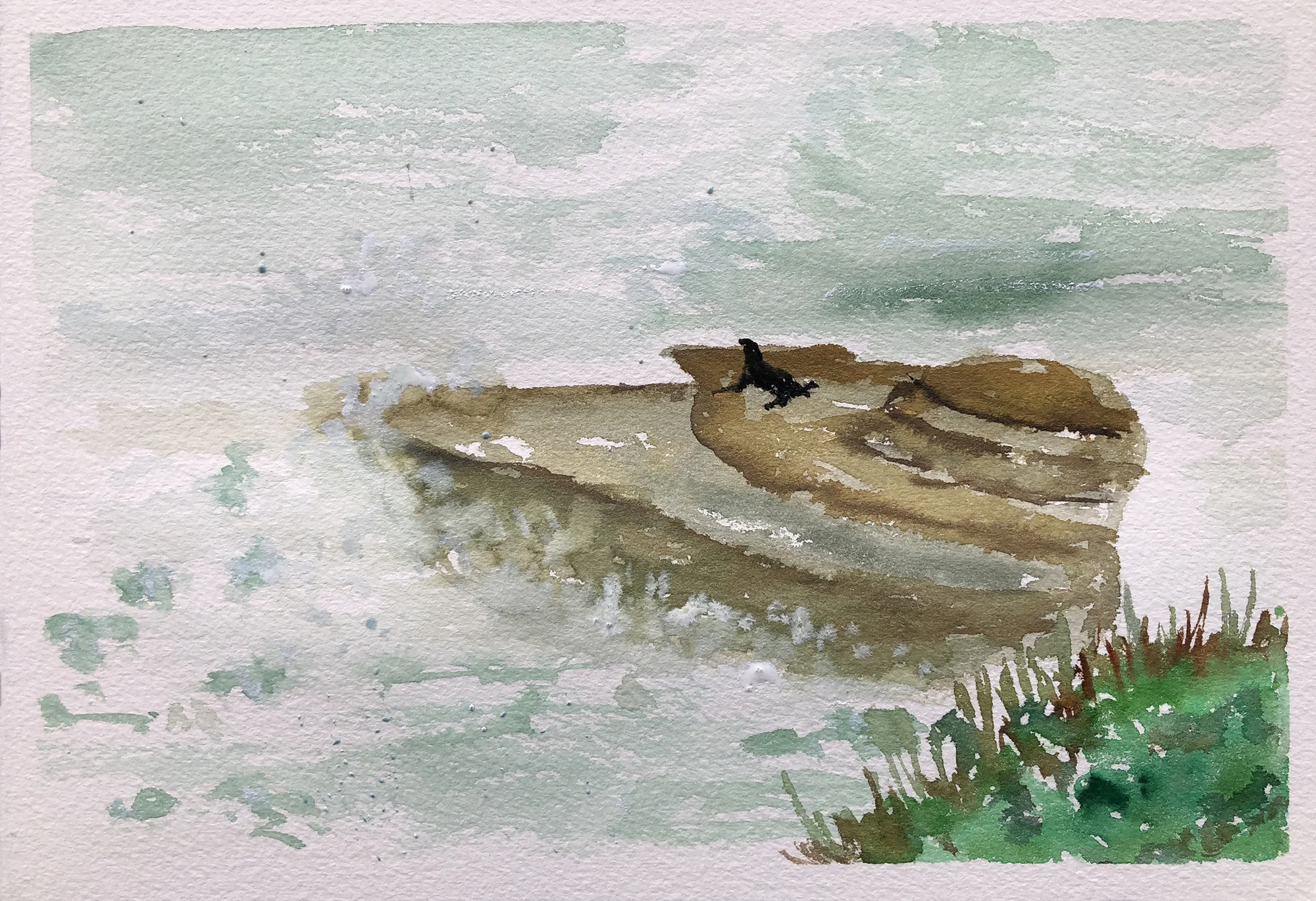 #221 - Sea Lion on a Rock