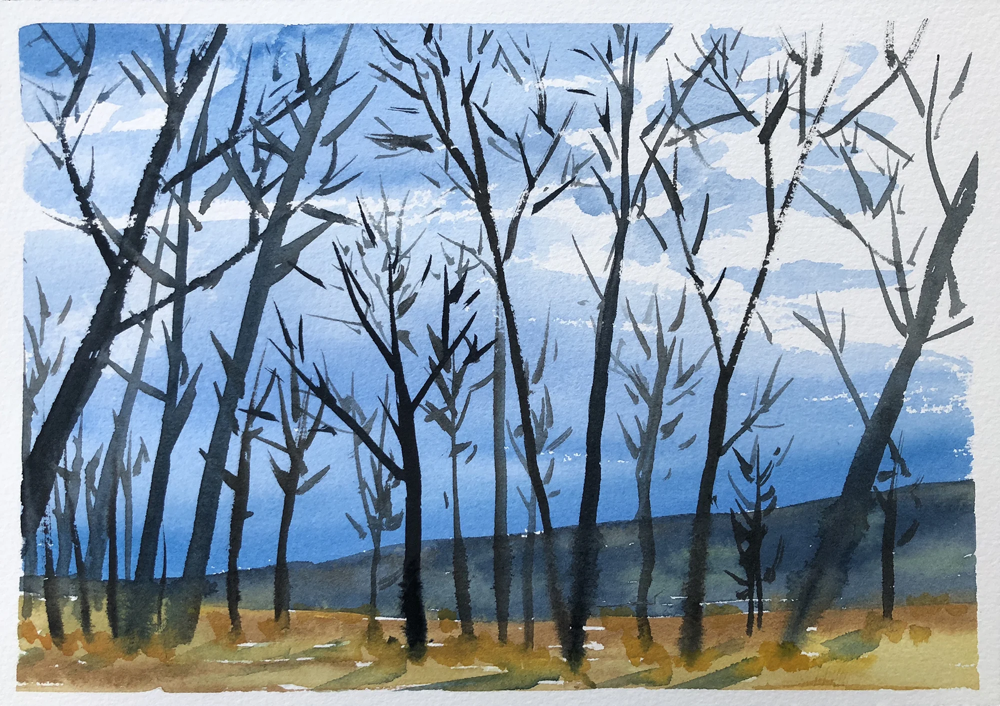 #232 - South Park Cottonwoods