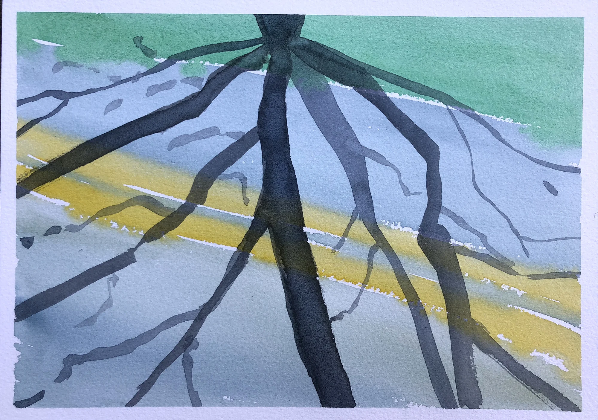 #247 - Cottonwood Shadow