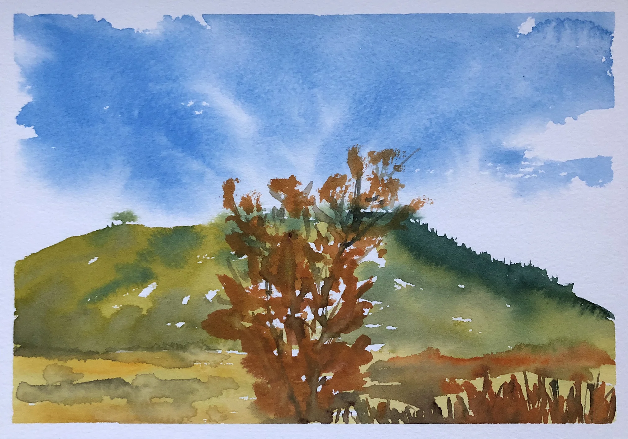 #252 - Golden Willow