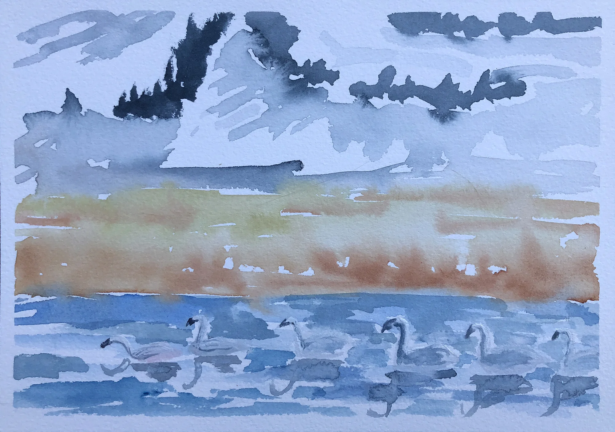 257 - Trumpeter Swans