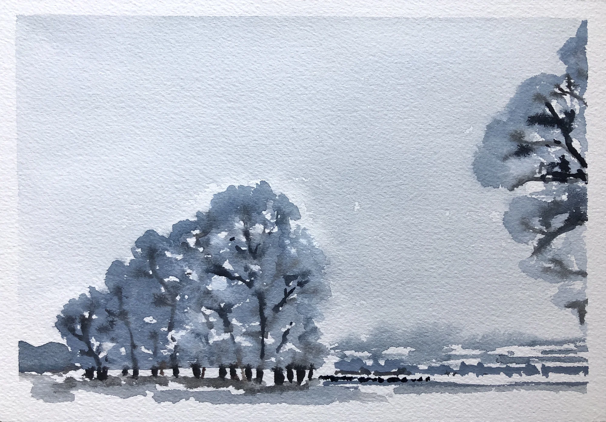 #297 - Hoarfrost Cottonwoods