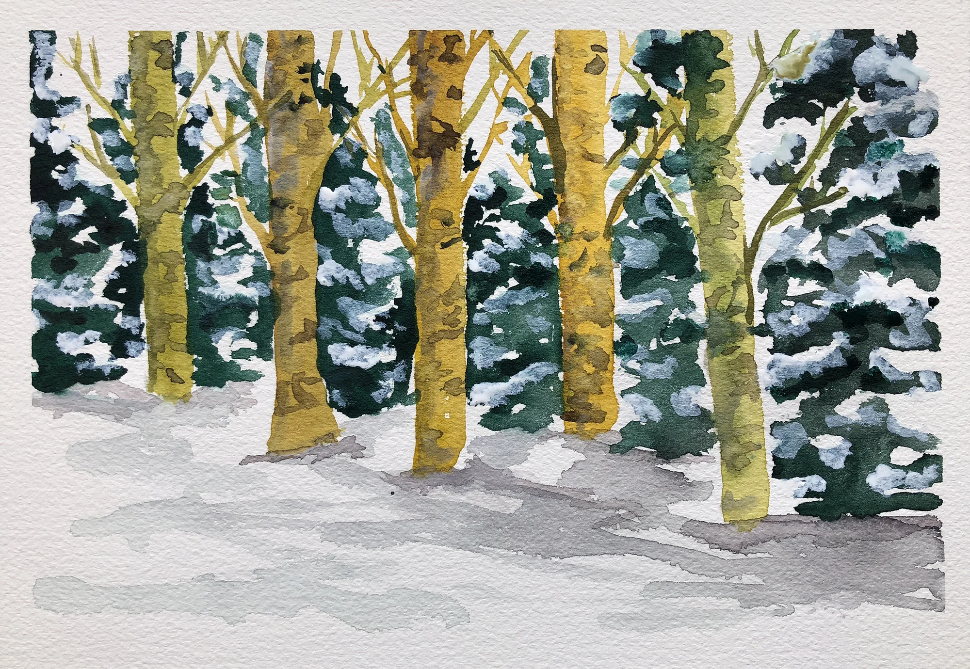 #335 - Steamboat Woods