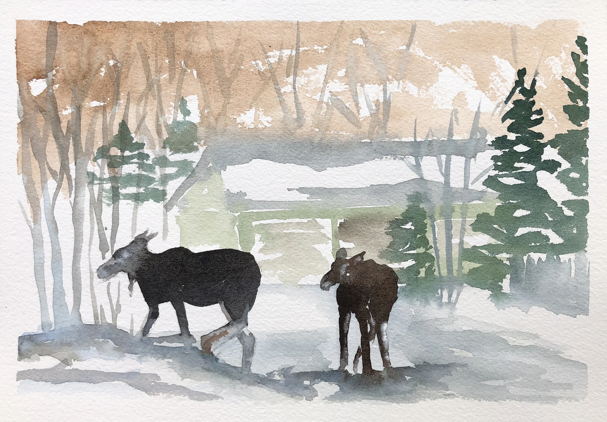 #353 - Moose Mom and Baby