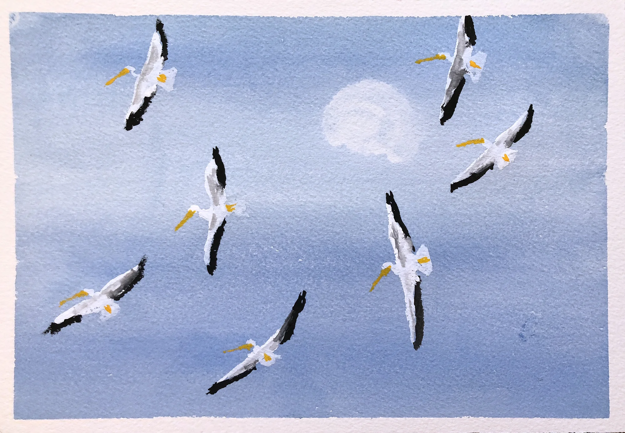 #396 - White Pelicans