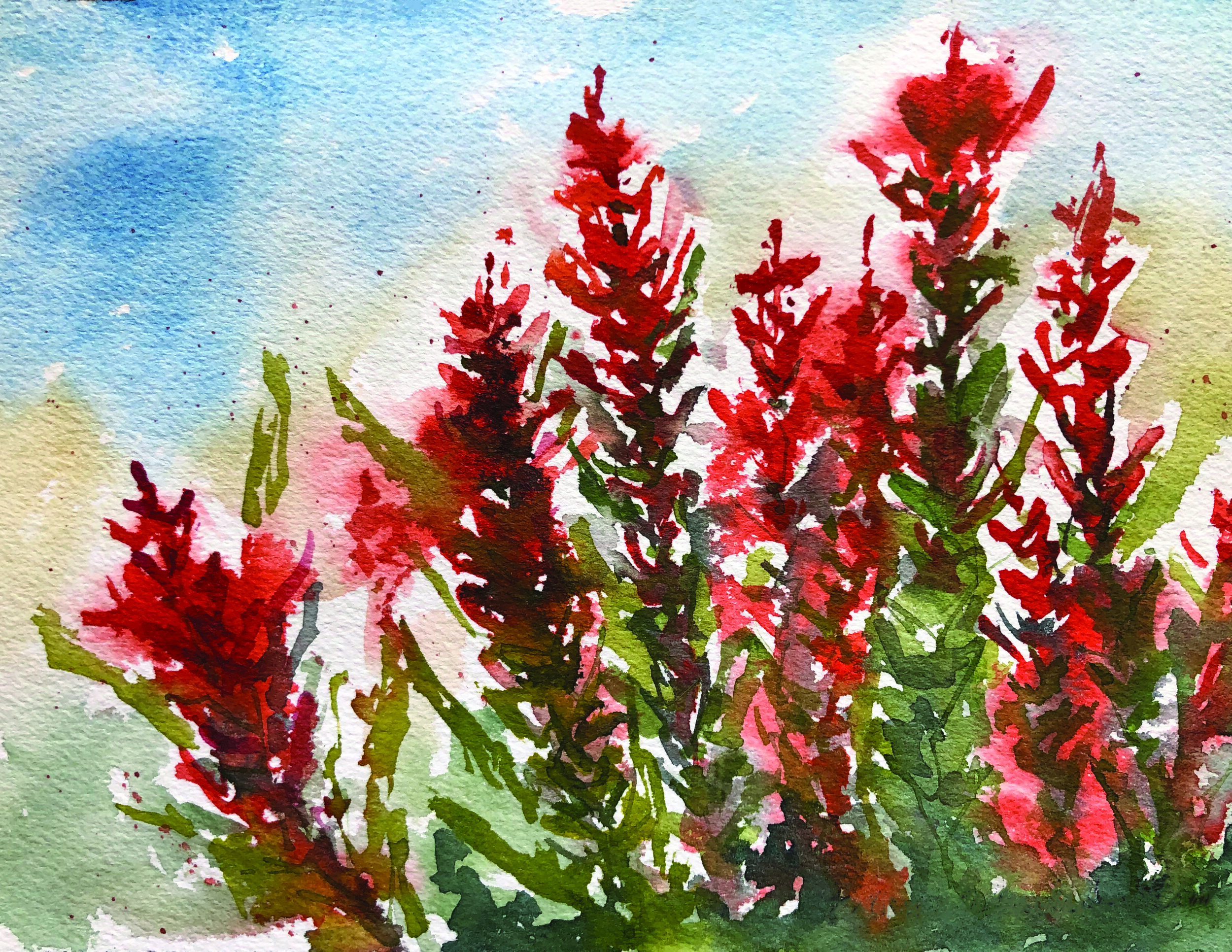 #502 - Indian Paintbrush
